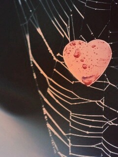 Сердце в паутине обои