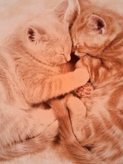 Рыжие котята в обнимку обои