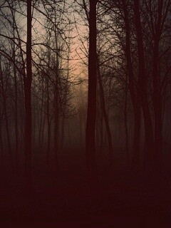 Страшный туманный лес обои