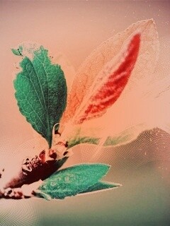 Разноцветные листья обои