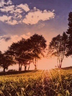 Лучи солнца на траве обои