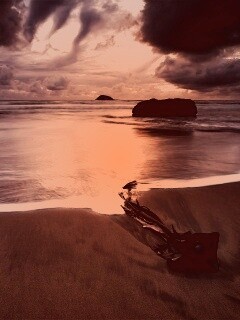 Коряга на пляже обои