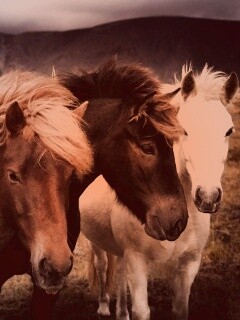 Мустанги обои