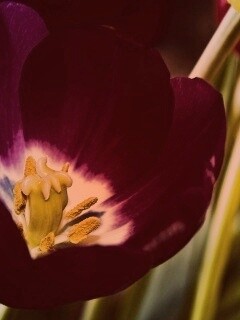 Фиолетовый цветочек обои