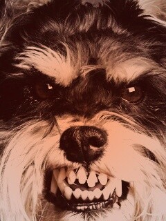 Терьер вне себя обои