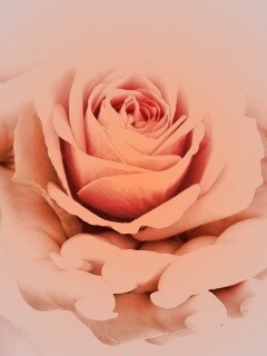 Роза в женских руках обои