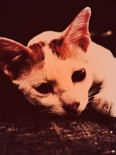 Белый кот на черном полу обои