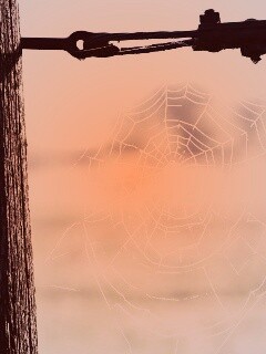 Паутина 51 обои