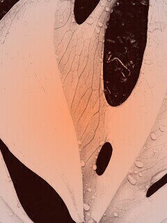 Белый лист обои