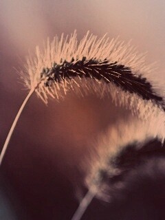 Травинка обои