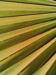 Зеленый пальмовый лист обои