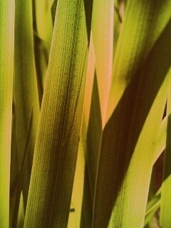 Стебли травы обои