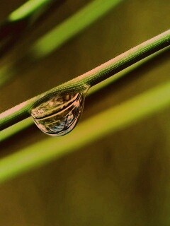 Капелька воды на стебле обои
