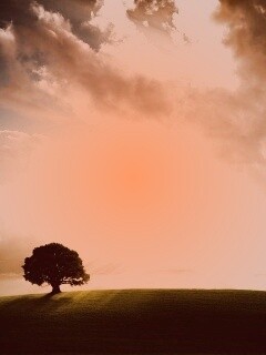 Холм и дерево обои