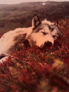 Лапа в цветах обои