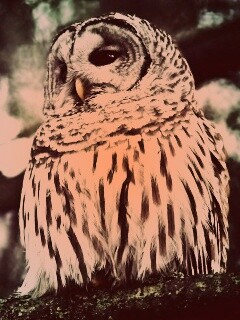 Сова на ветке обои