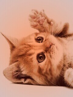 Котёнок обои