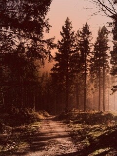 Лесная дорога обои