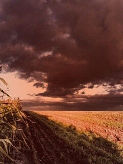 Кукурузное поле обои