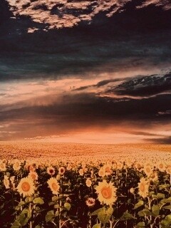 Целое поле подсолнухов обои
