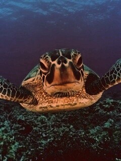 Морская черепаха обои