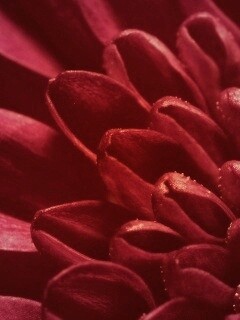 Лепестки хризантемы обои