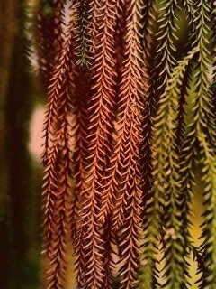 Зеленые колючки обои