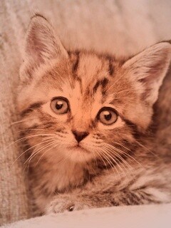 Милый маленький котенок обои