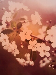 Ветка сакуры обои