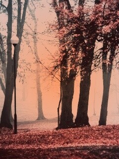 Парк красных листьев обои