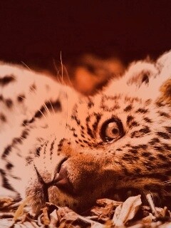 Гепард котенок обои