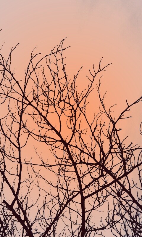 Ветвистое дерево обои