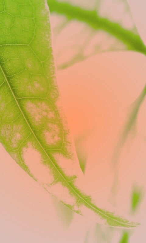 Зеленый листок обои