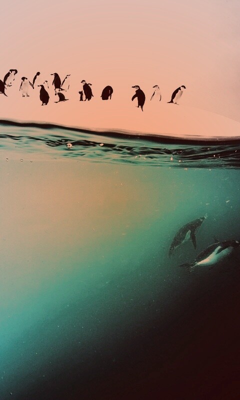 Пингвины обои