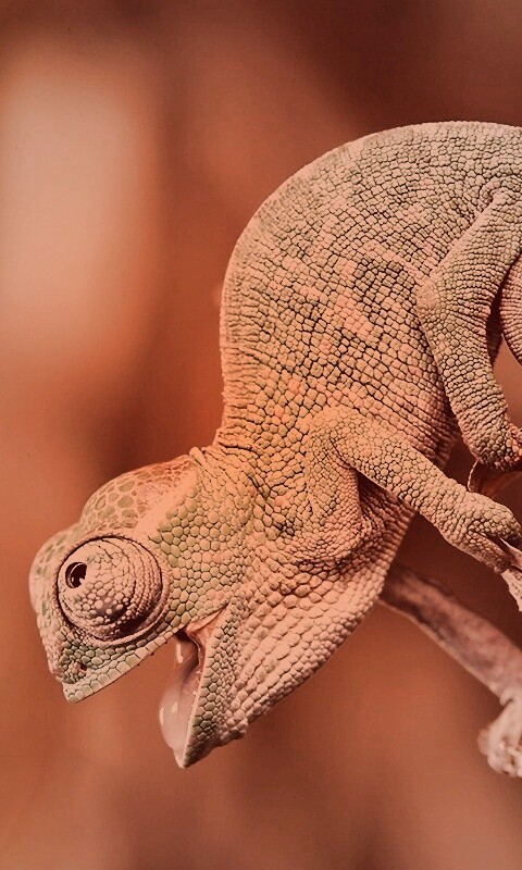 Хамелеон обои