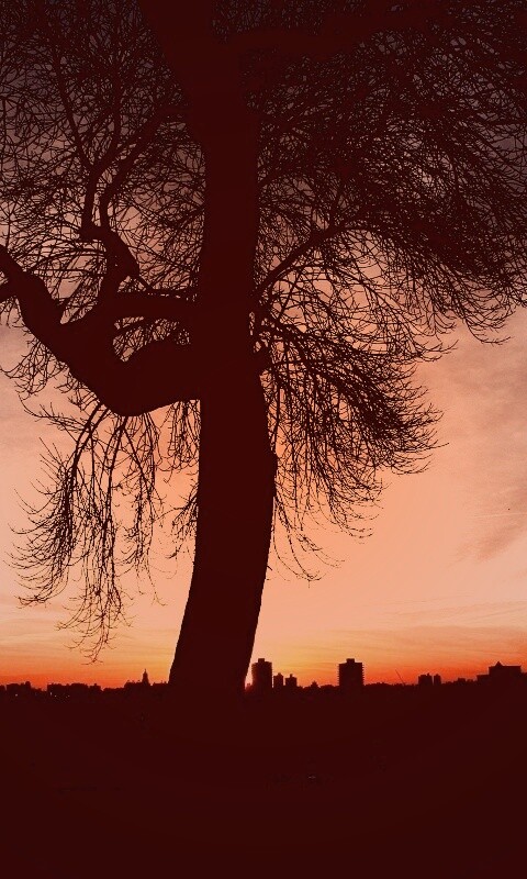 Одинокое дерево обои