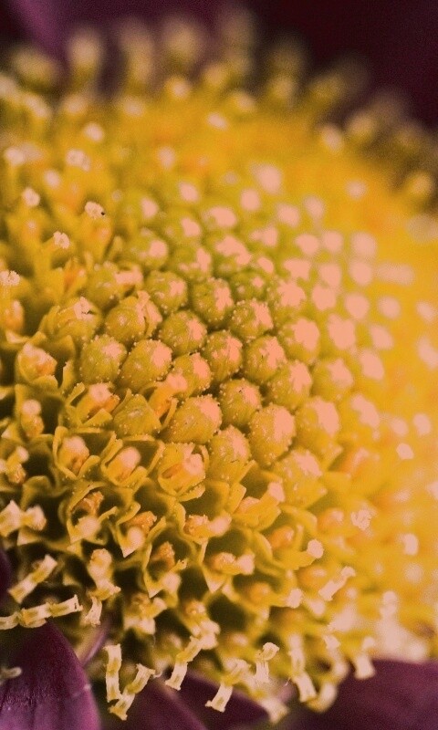 Цветок обои