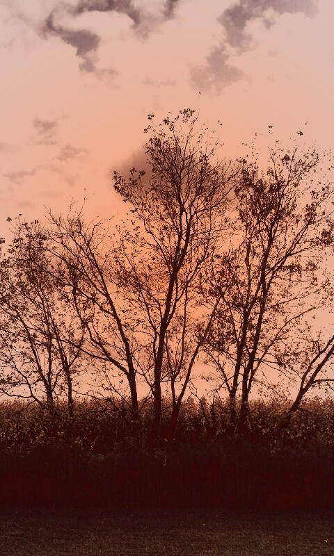 Деревце обои