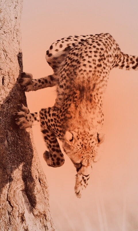 Скалолаз обои