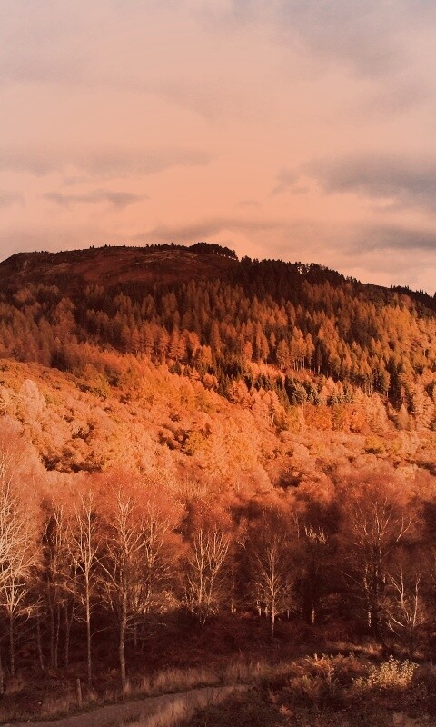 Золотая осень обои