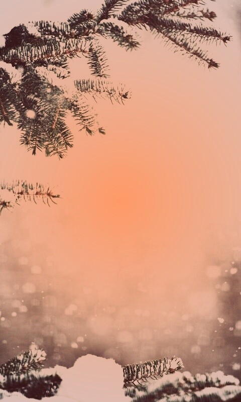 Еловые лапы в снегу обои