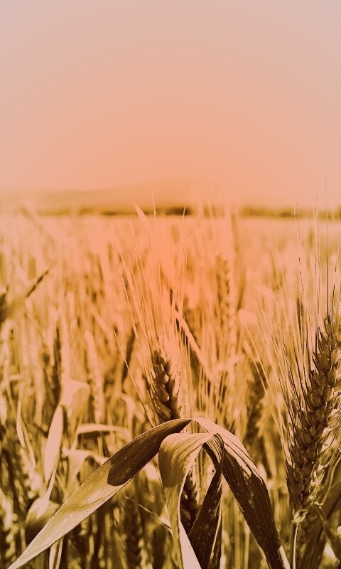 В полях обои