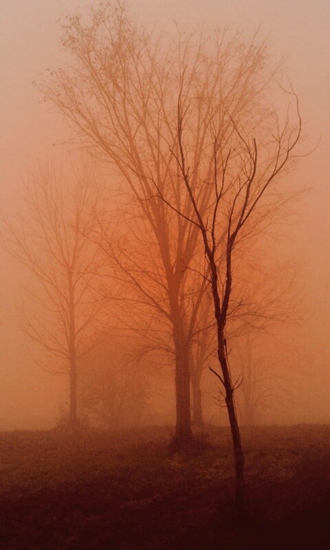 Деревья в тумане обои
