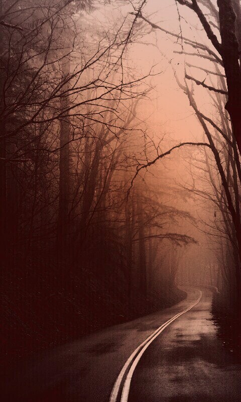 В туман обои