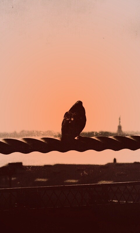 Голубь в Нью-Йоркских доках обои