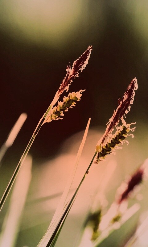 Макро фото луговой травы обои