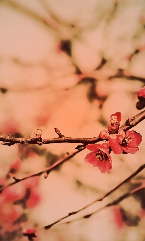 Весеннее цветение обои