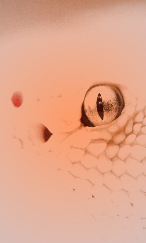 Змея альбинос обои