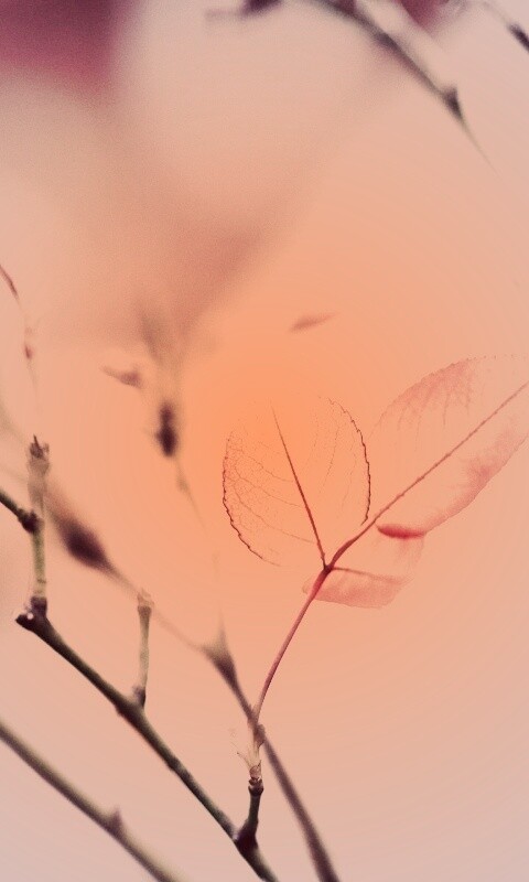 Красные листики обои