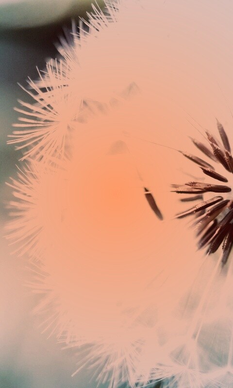 Макро фото одуванчика обои